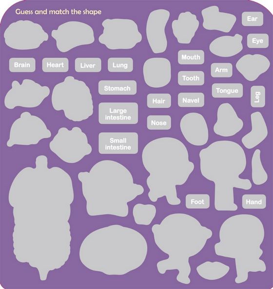 First Magnet Book：My body（內含45個認知磁鐵+3摺頁超大場景）